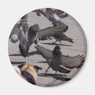 Imã Pombo