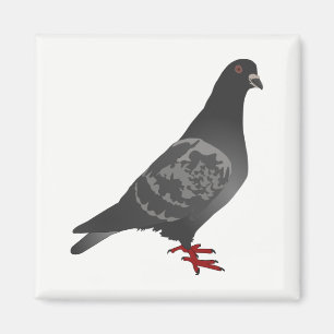 Imã Pombo
