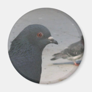 Imã Pombo
