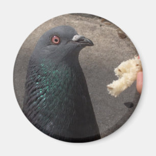 Imã pombo