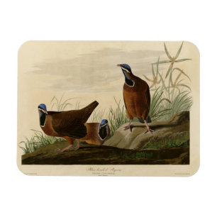 Ímã Pombo-de-cabeça-azul das Aves da América de Audubo