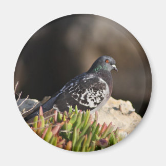 Imã Pombo empoleirado num pântano
