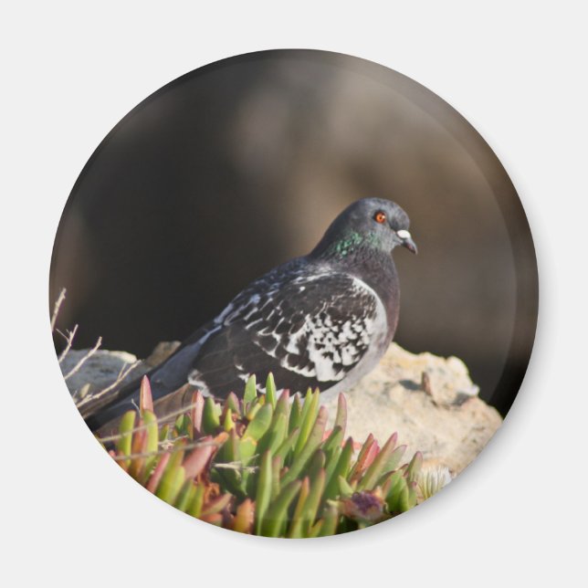 Imã Pombo empoleirado num pântano (Frente)