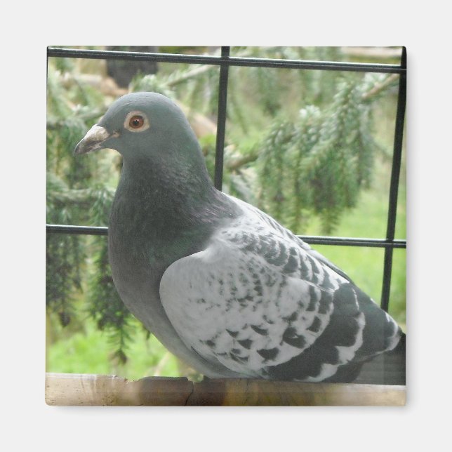 Imã Pombo Perfeito (Frente)