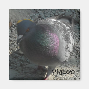 Imã Pombo Posando