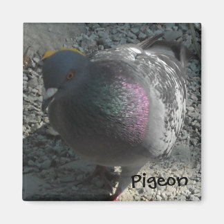 Imã Pombo Posando