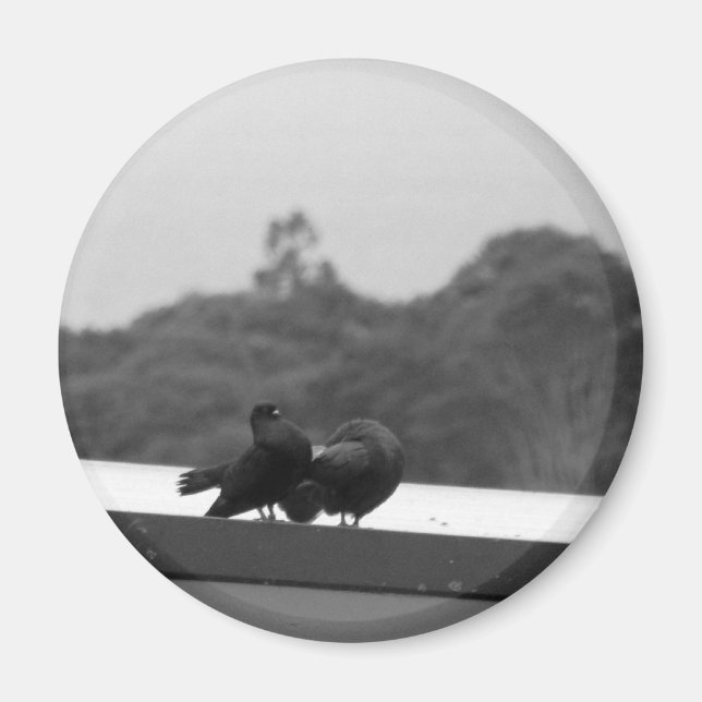 Imã Pombos de Corte (Frente)