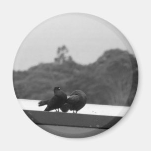 Imã Pombos de cortejo