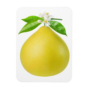 Ímã Pomelo num galho