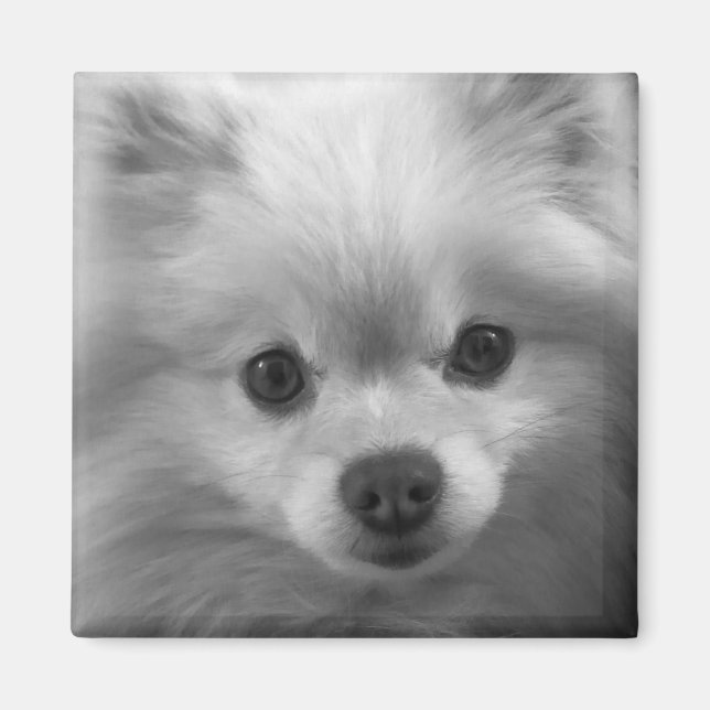 Imã Pomerânia Bonita Adoravelmente (Frente)