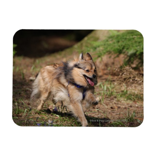 Ímã Pomerânia Correndo com Harness ativada (Horizontal)