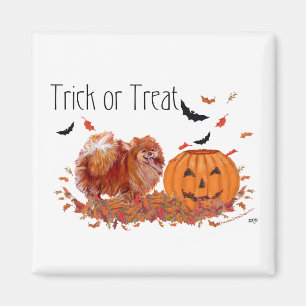 Imã Pomerânia de Halloween