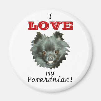 Imã Pomerânia Negra... eu adoro o meu Pomeraniano!