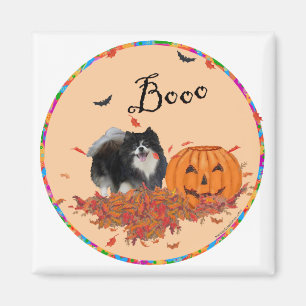Imã Pomerânia Preto Halloween