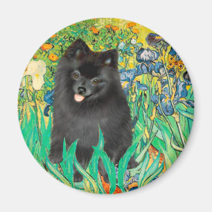 Imã Pomerânia (preto) - Íris
