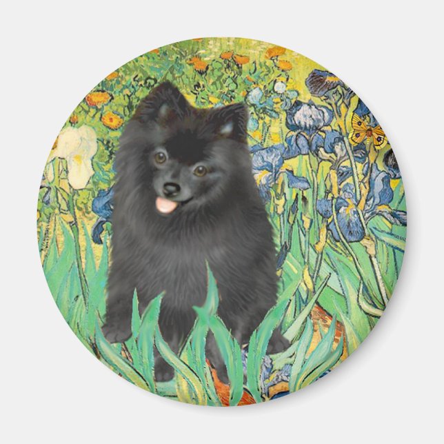 Imã Pomerânia (preto) - Íris (Frente)