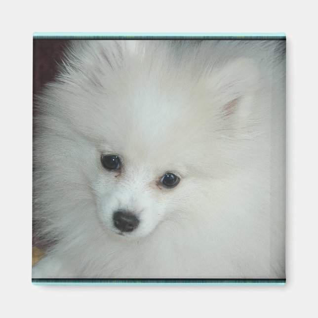 Imã Pomerânia Puppy Magnet (Frente)