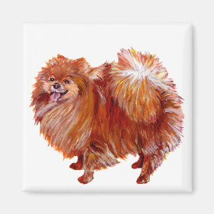 Imã Pomerânia Vermelha