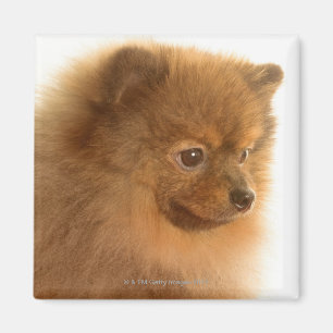 Imã Pomeranian