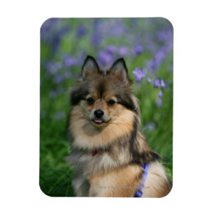 Ímã Pomeranian na grama