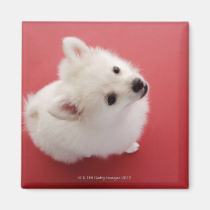 Imã Pomeranian no tapete vermelho