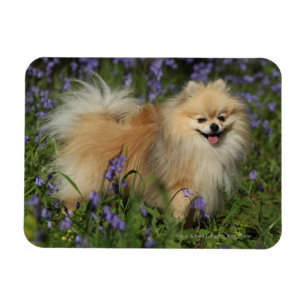 Ímã Pomeranian que olha a câmera nos Bluebells