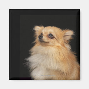 Imã Pomeranian que olha acima no preto