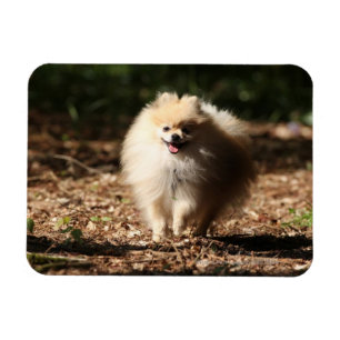 Ímã Pomeranian que trota nas folhas caídas