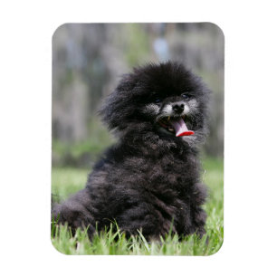 Ímã Pomeranian superior preto