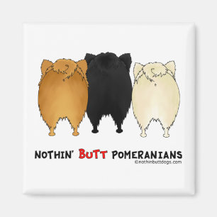 Imã Pomeranianos Bumbuns