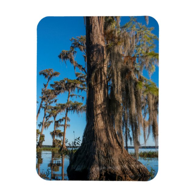 Ímã Pond Cypress Tree em um Swamp (Vertical)
