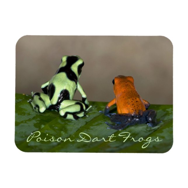 Ímã Ponderando a situação (Horizontal)