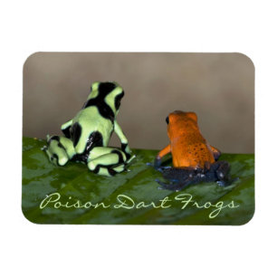 Ímã Pondering a situação