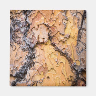 Imã Ponderosa pine latido, Washington