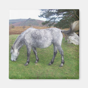 Imã Pônei de Dartmoor
