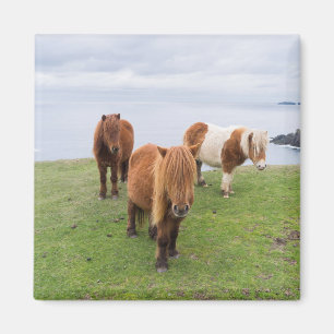 Imã Pônei Shetland no Pasto Perto de Falésias Altas