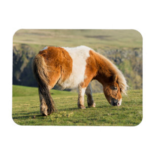 Ímã Pônei Shetland no Pasto Perto de Falésias Altas