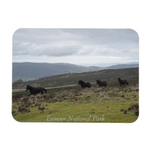 Ímã Ponies on Exmoor National Park, Inglaterra