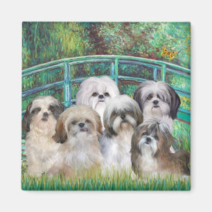 Imã Ponte - 6 Shih tzus