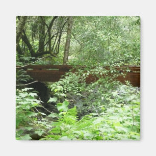 Imã Ponte Muir Woods I