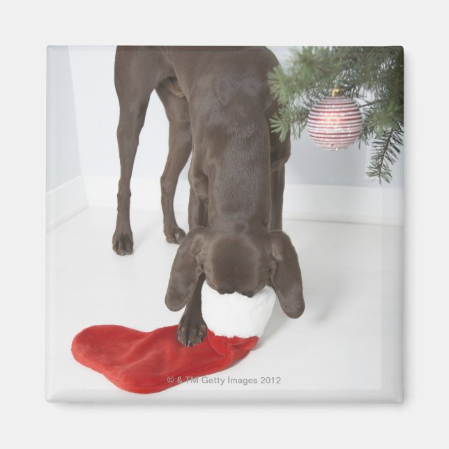 Imã Ponteiro alemão de cabelos curtos colando focinho  (Frente)