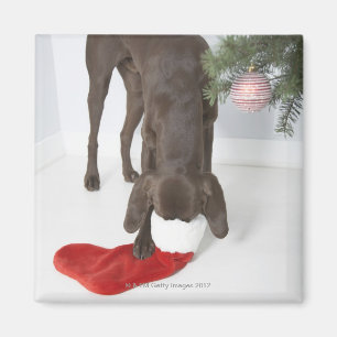 Imã Ponteiro de cabelos curtos alemão que cola o snou