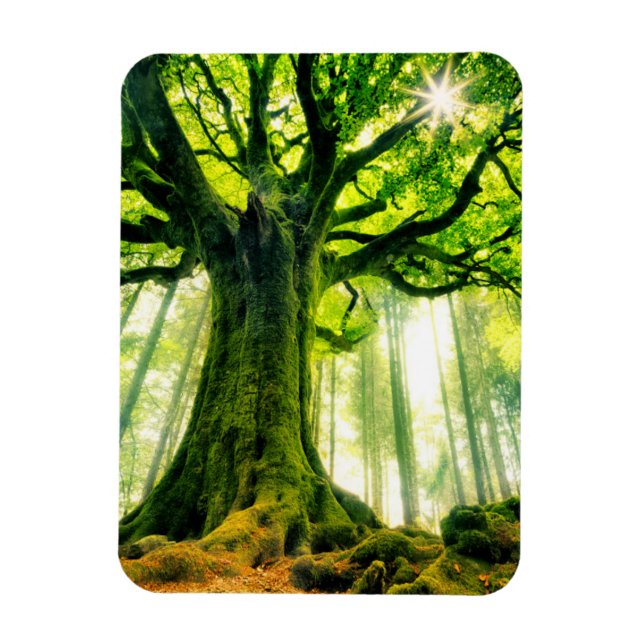 Ímã Ponthus' Beech (Vertical)