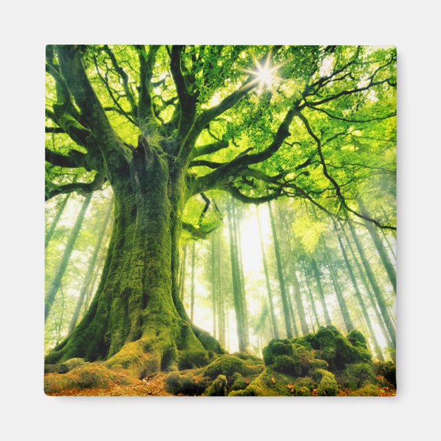 Imã Ponthus' Beech (Frente)