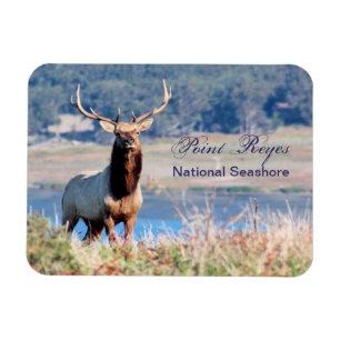 Ímã Ponto Reyes da reserva dos alces de Tule