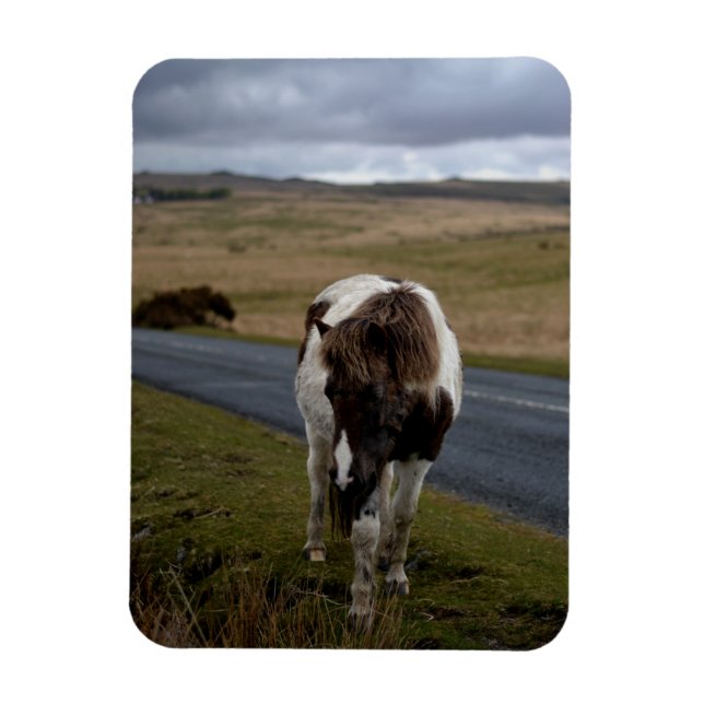 Ímã Pony on Road in Dartmoor National Park (Vertical)