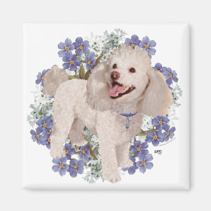 Imã Poodle