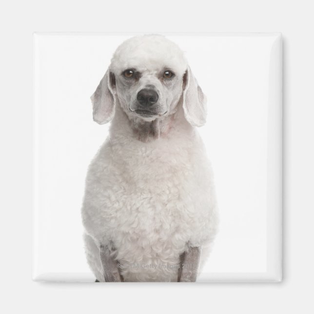 Imã Poodle (1 ano) (Frente)