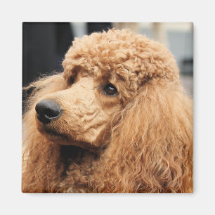 Imã Poodle Day 2010 #19