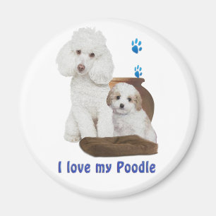 Imã  Poodle dog